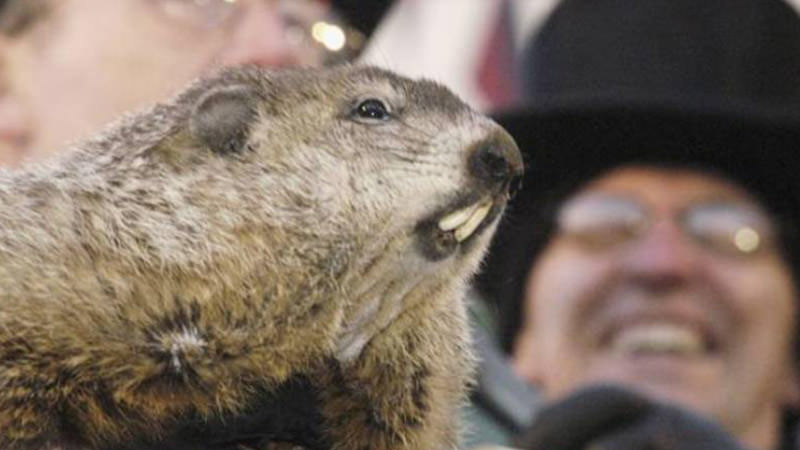 This groundhog seems a little confused. He escaped the winter hibernation escape room, and there's such a big crowd outside cheering for him!